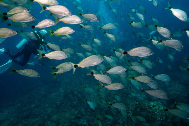 School of Salemas spotted near volcanic formations during dive