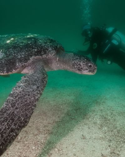 Leatherback sea turtle on the seabed with a scuba diver behind observing it underwater, during a PADI Open Water Diver course.