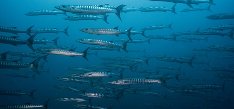 School of Blackfin Barracudas